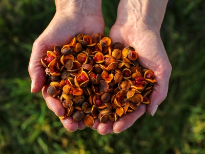 Native pittosporum seed in someones open palms