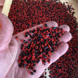 Cleaned native wattle seed