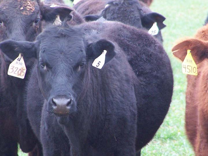 Cattle with bloating