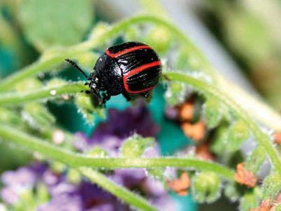 Blue heliotrope biological control