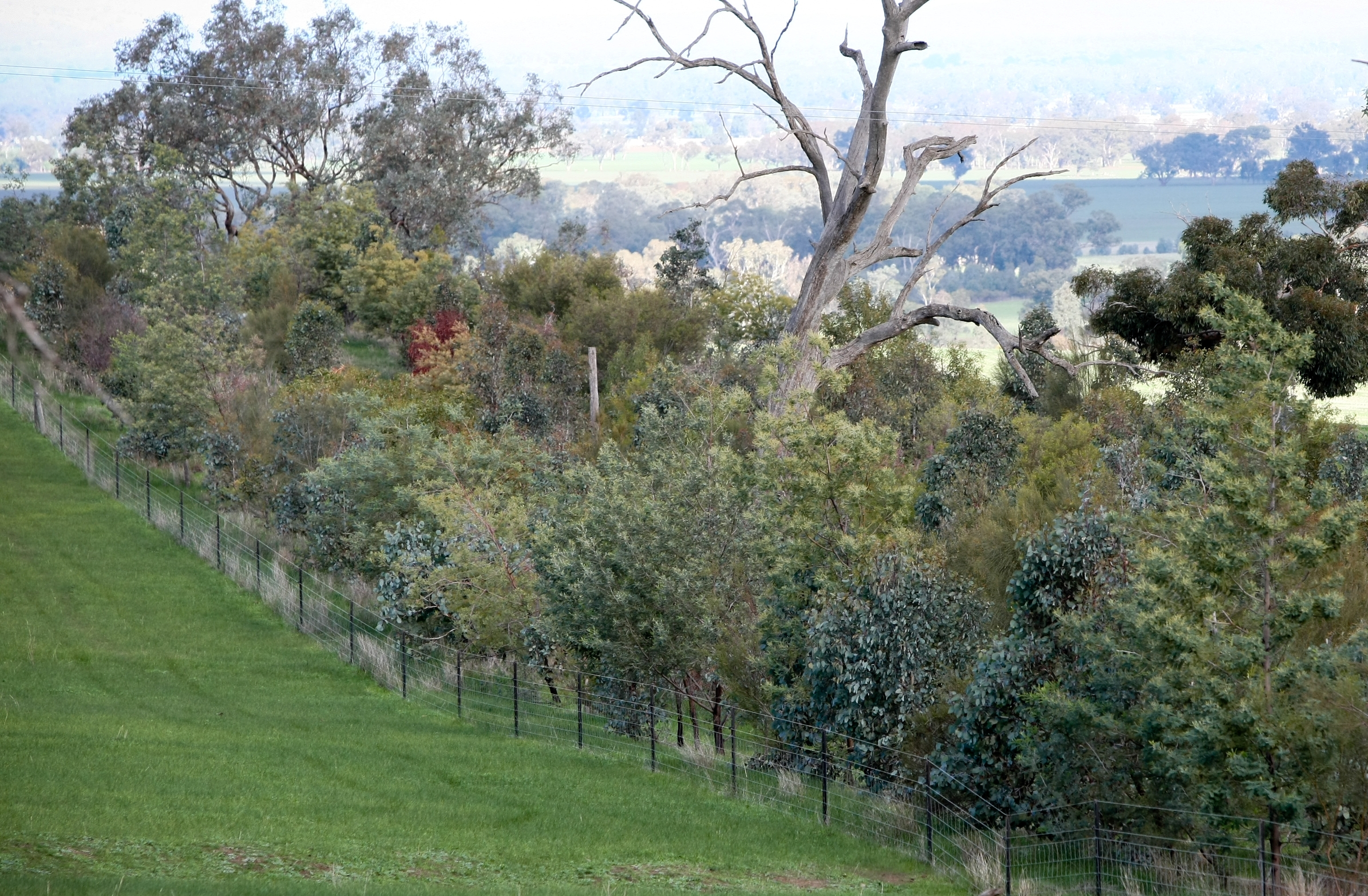 revegetation corridor near Burrumbuttock