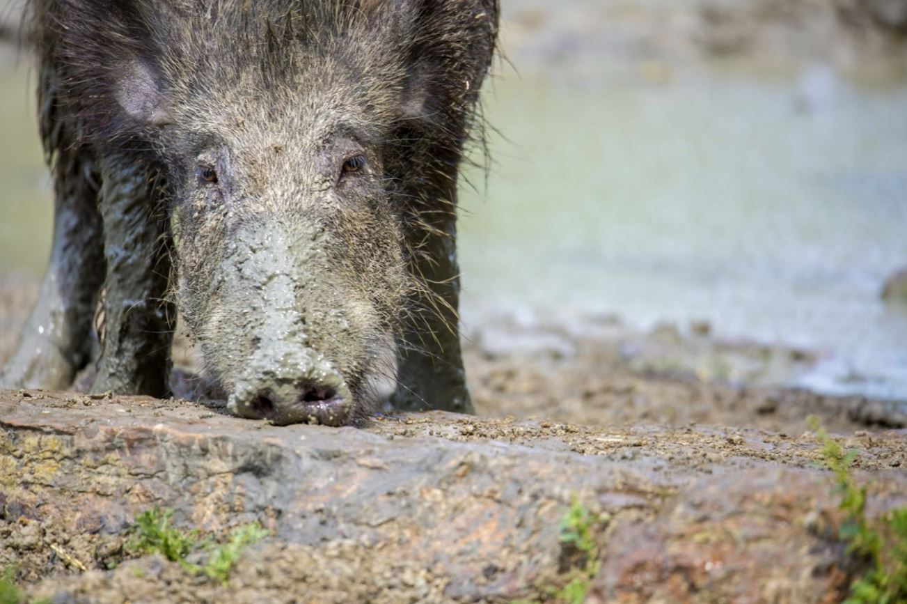 Feral pig with snout in mud