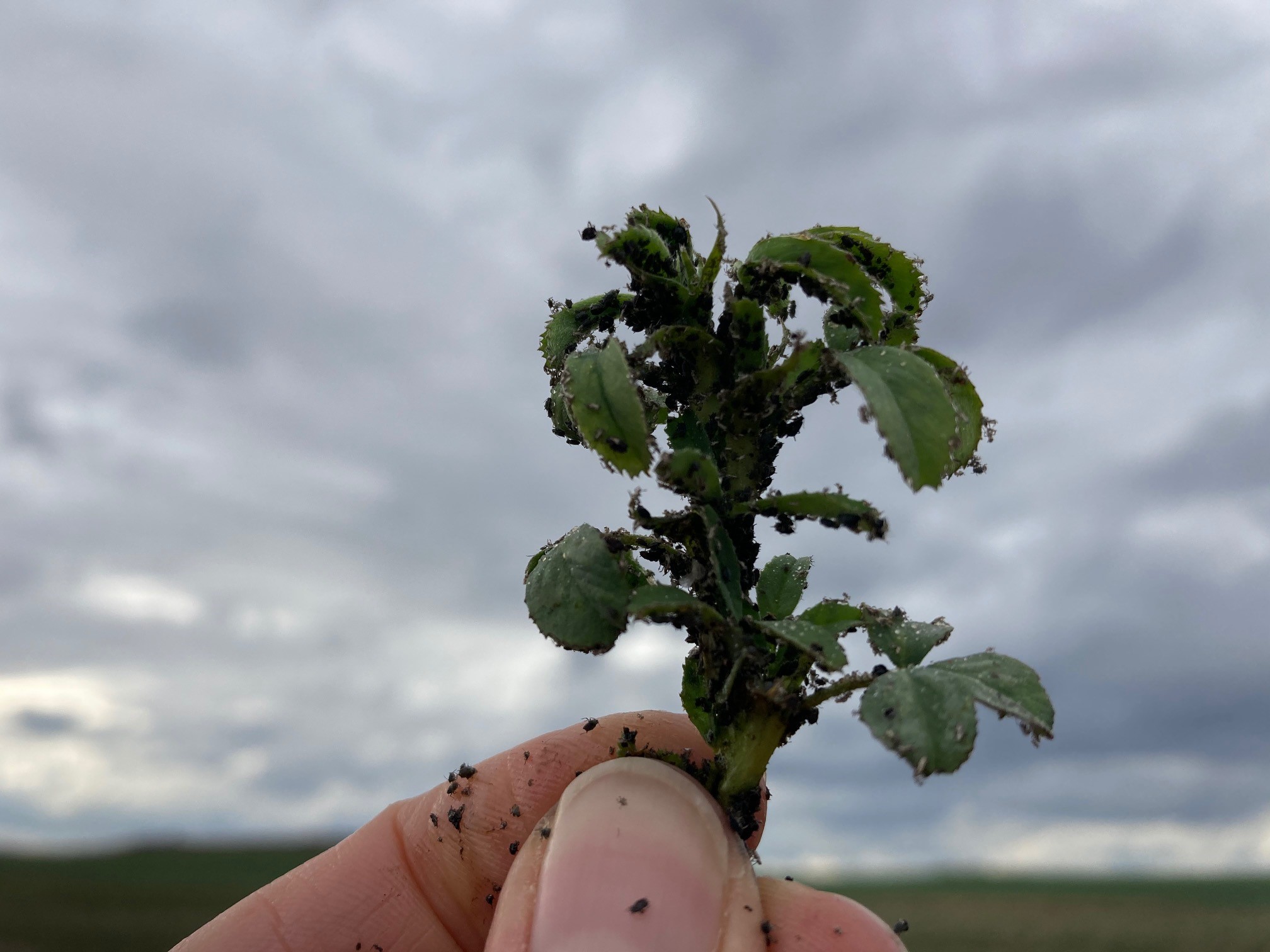 Cowpea aphids on crop