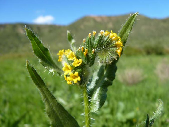 Yellow burr weed