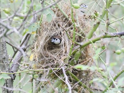 Double-barred finch nest - example of a dome nest. Photo Dave Smith