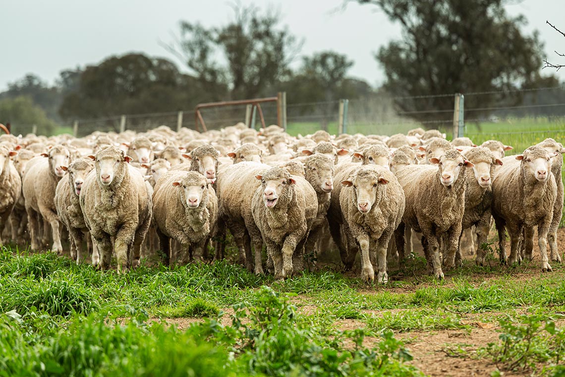 Flock of sheep