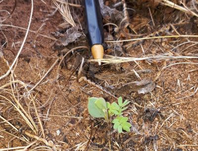 Grey wattle seedling