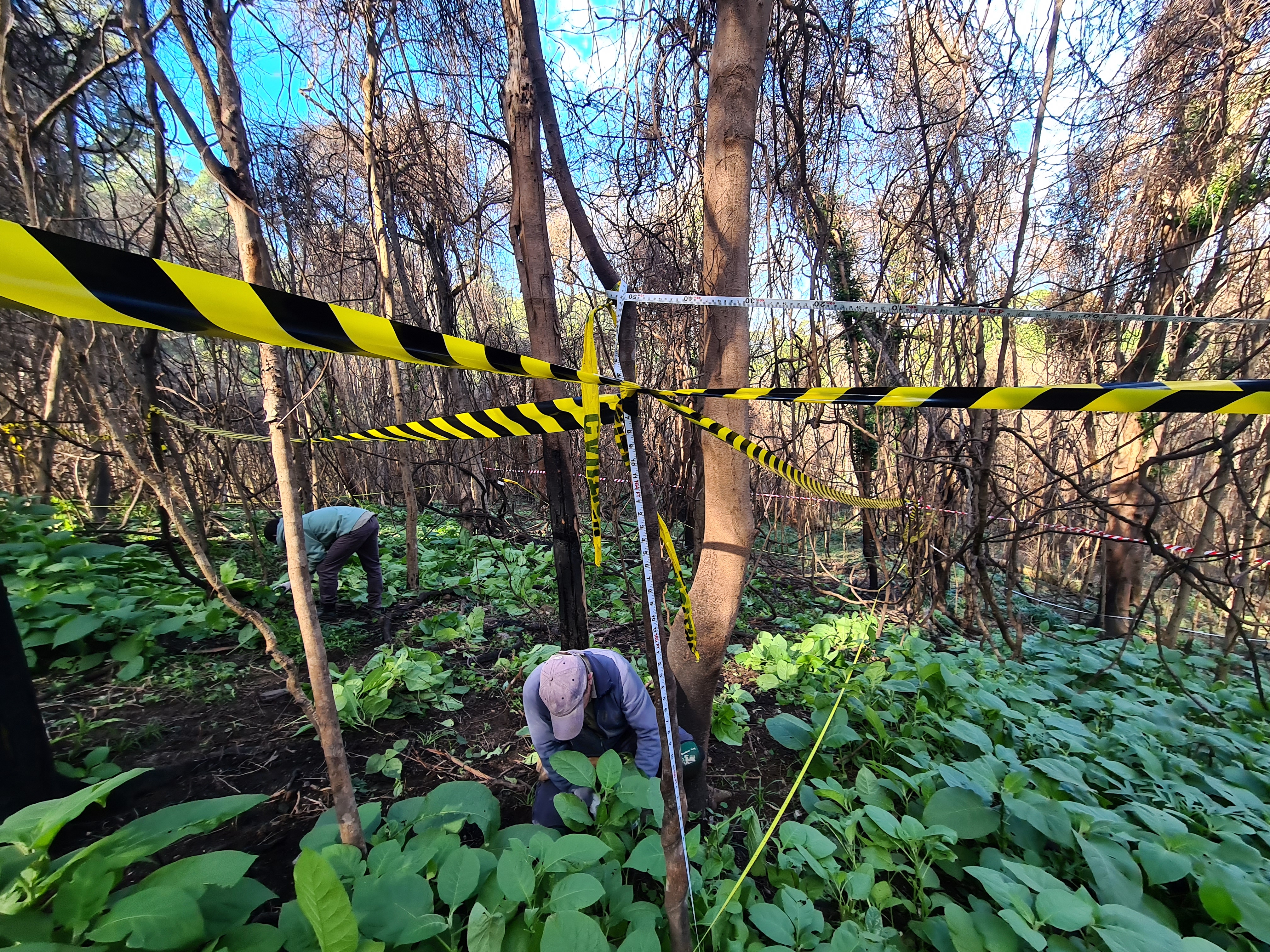 Bush regenerators work to remove newly emerged tobacco bush under scorched canopy