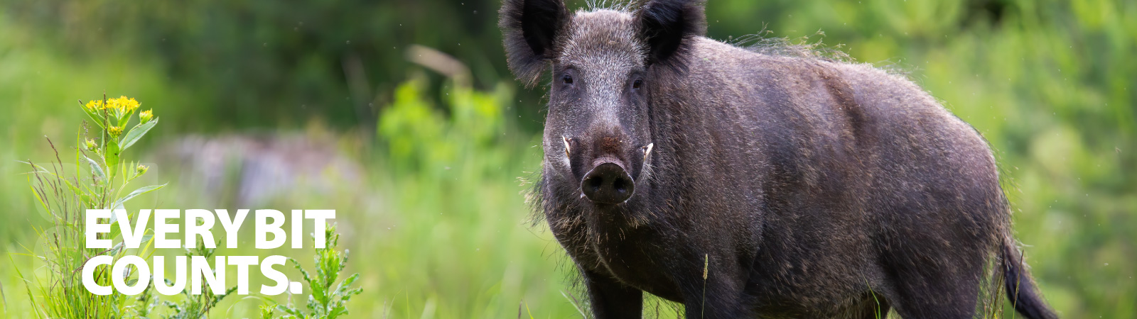 Feral pig image for small landholders