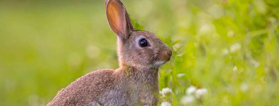 Controlling rabbits - small landholders