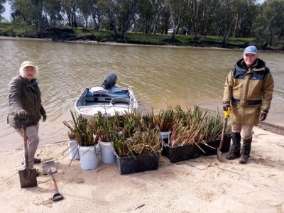 Deniliquin community members planting rushes into Kolety