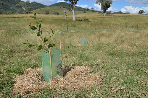 Plant woodlots