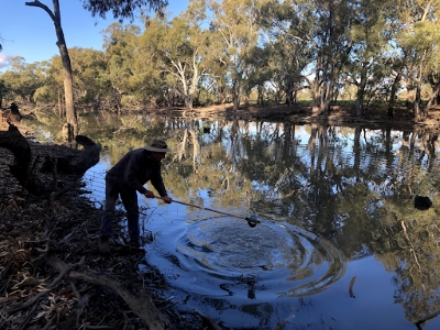 Sampling for platypus genetic material on the Yanco Creek System