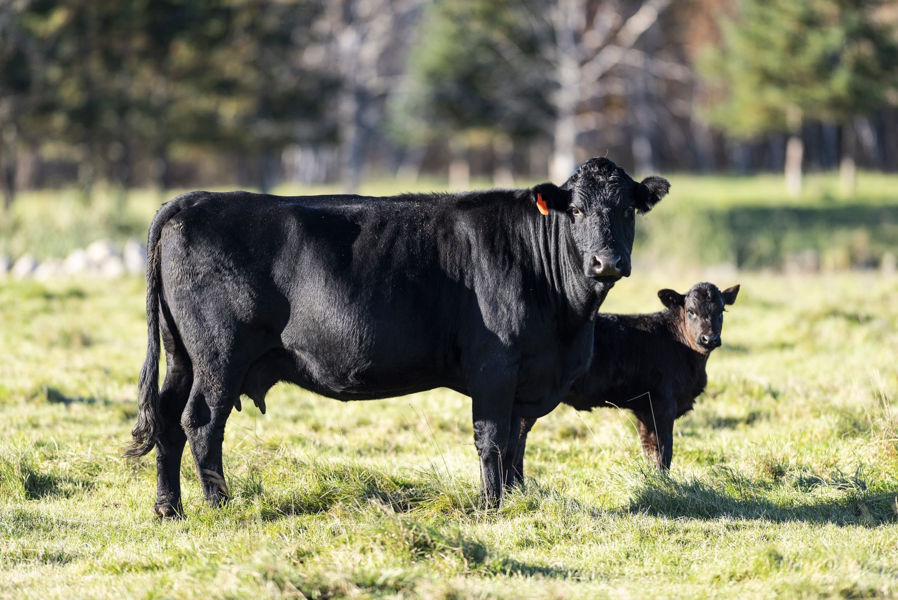 Cow and calf in paddock