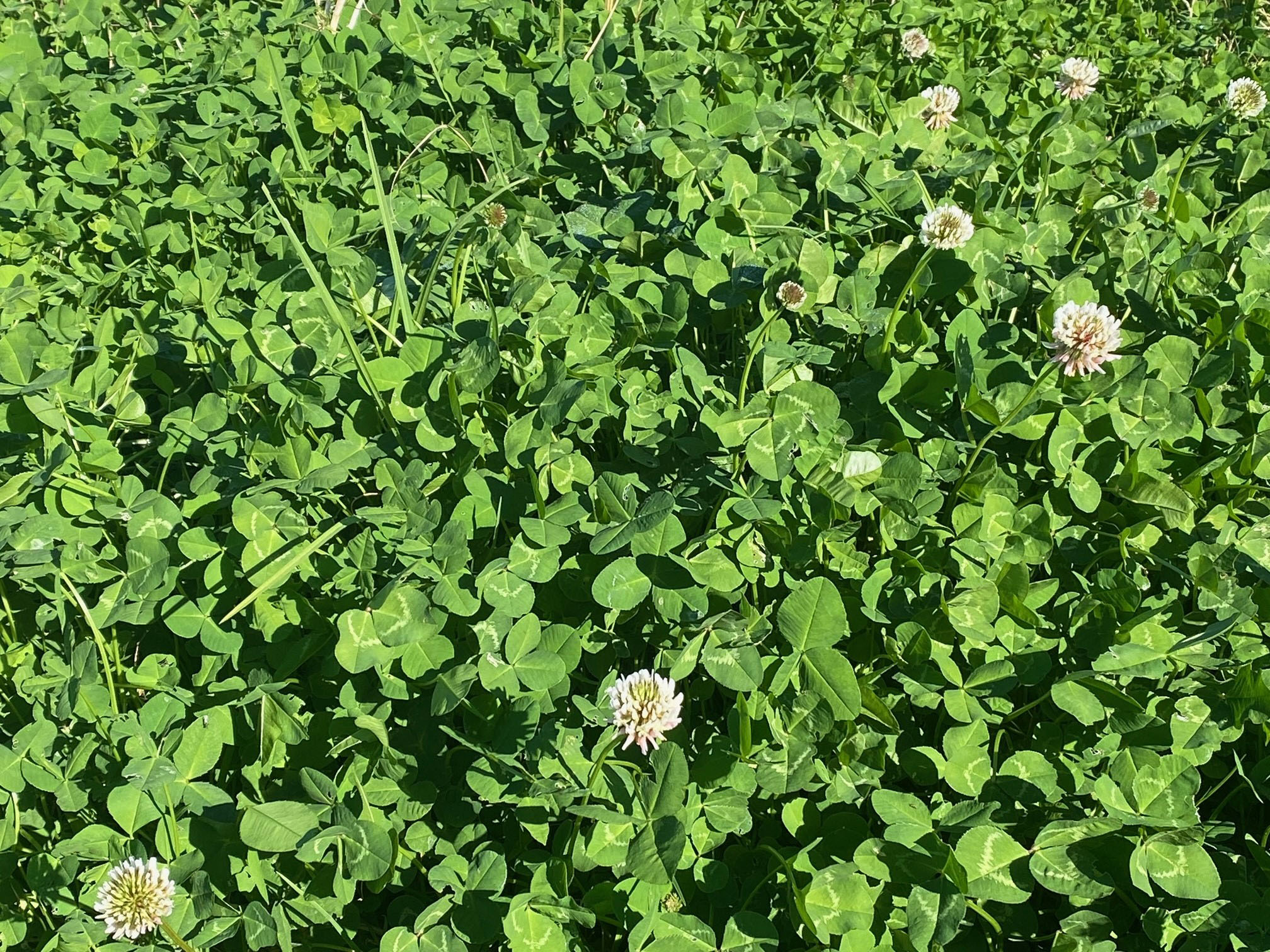 Clover can cause pasture bloat 