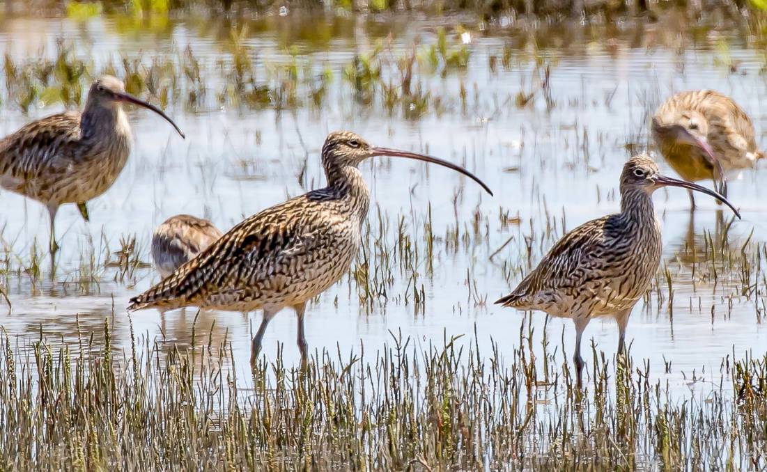 Eastern Curlew in Saltmarsh, courtesy Hunter Bird Observers Club