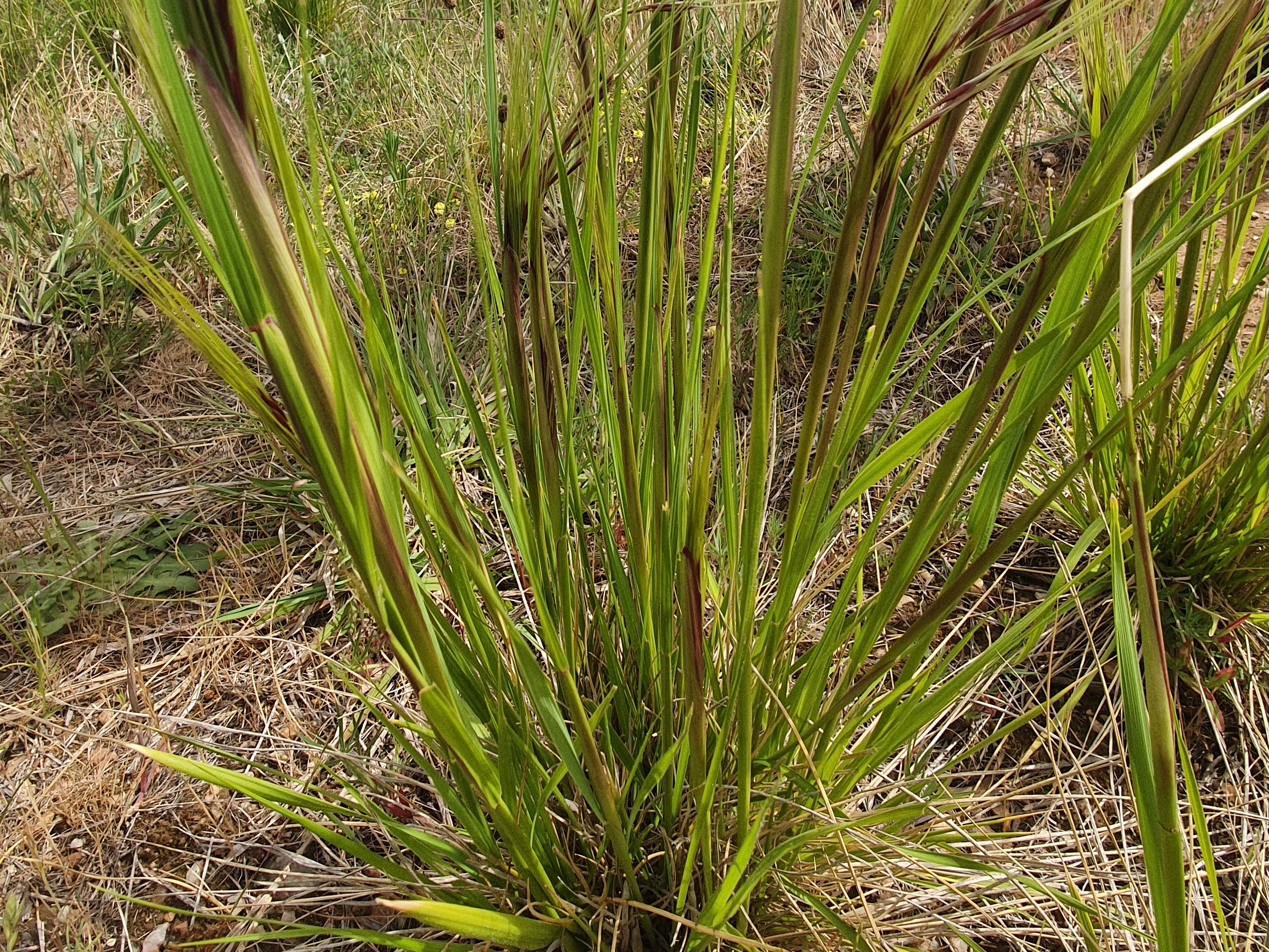 Chilean needle grass