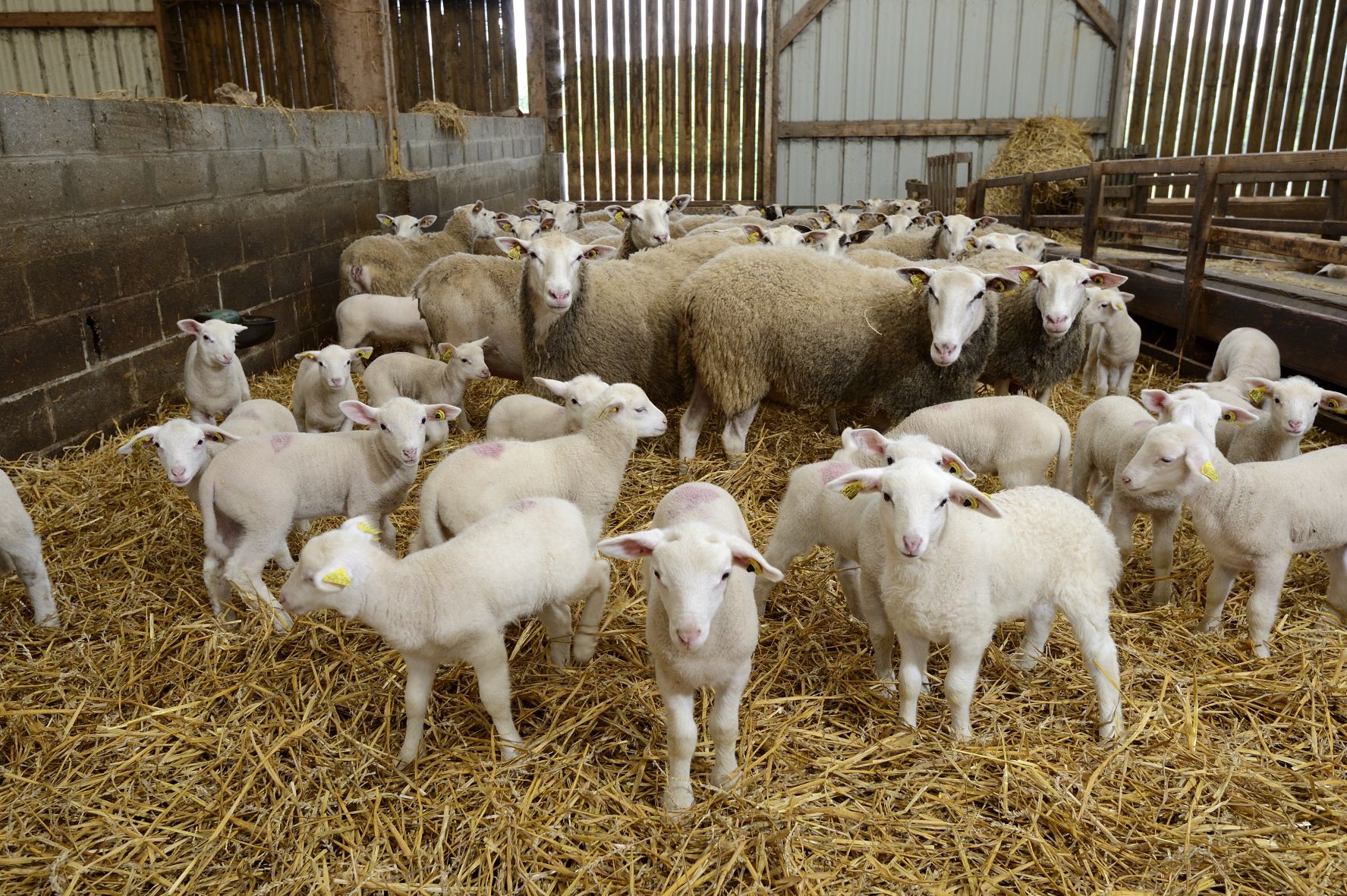 Numerous adult sheep and lambs in a pen inside a shed, straw on the floor
