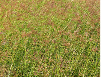 Paddock of Rhodes grass
