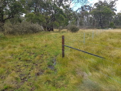The difference in vegetation cover and pugging from feral horses can be seen from one side of the exclusion fence to the other