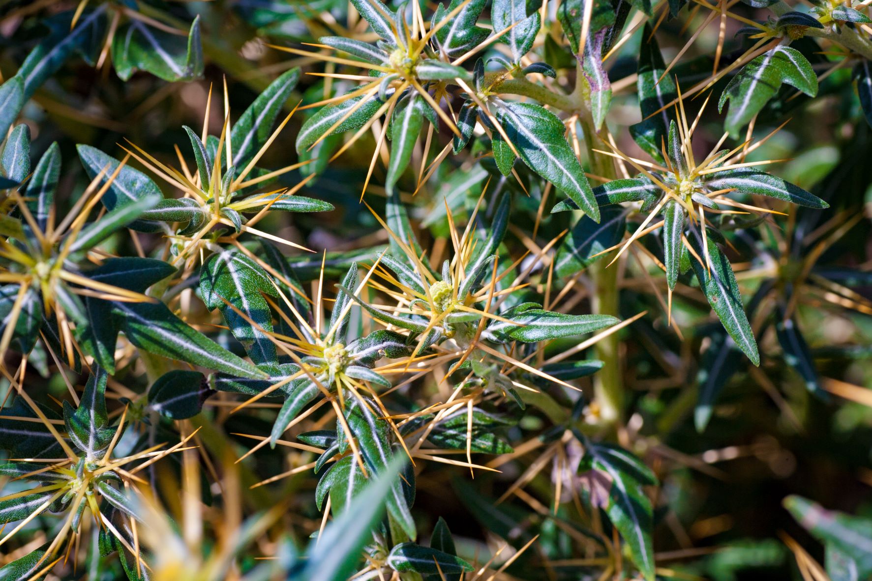 Bathurst burr weed, photographed up close.