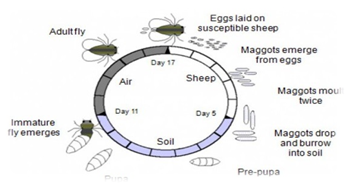 Llife cycle of fly 