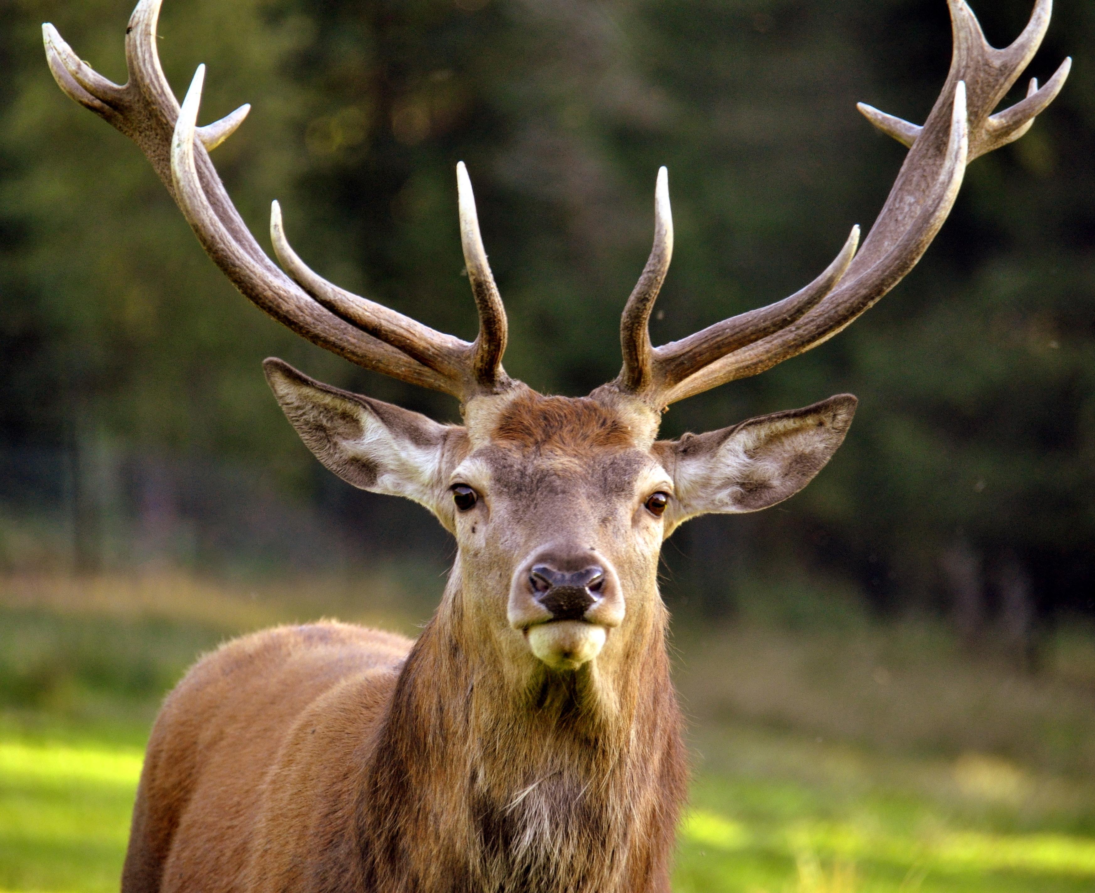 Large male deer with antlers, head and chest.