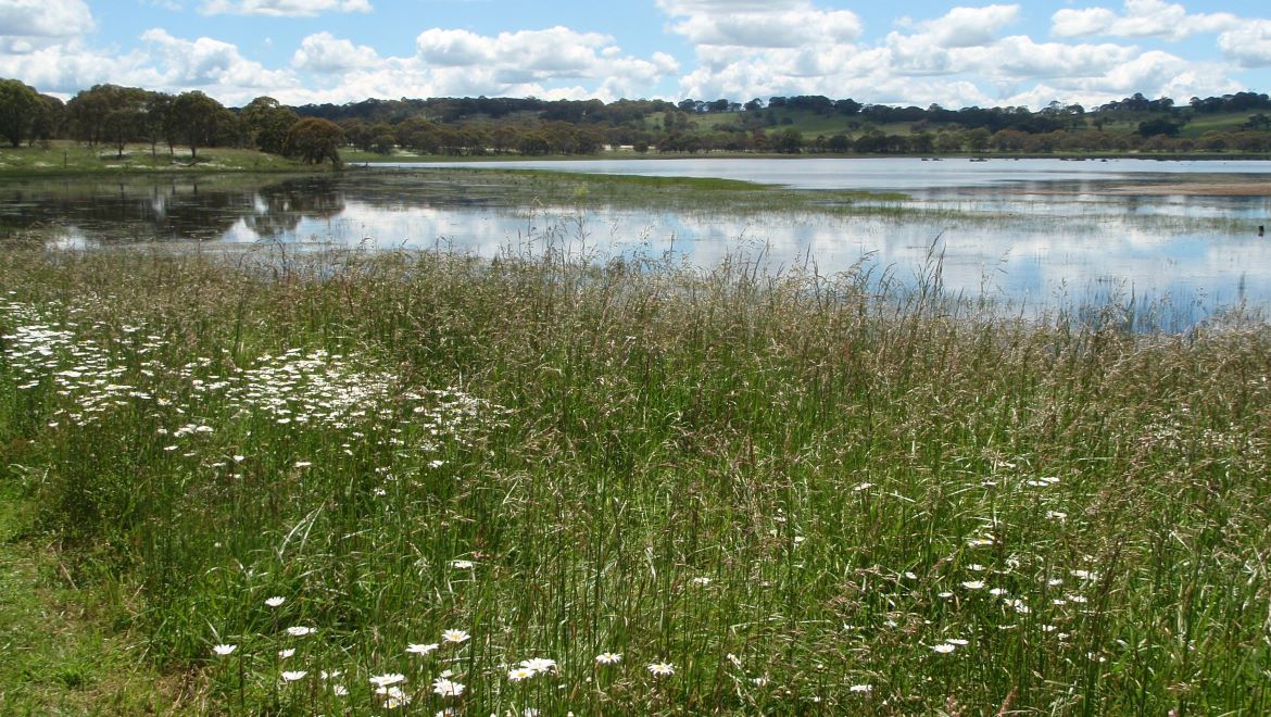 Little Llangothlin Lagoon