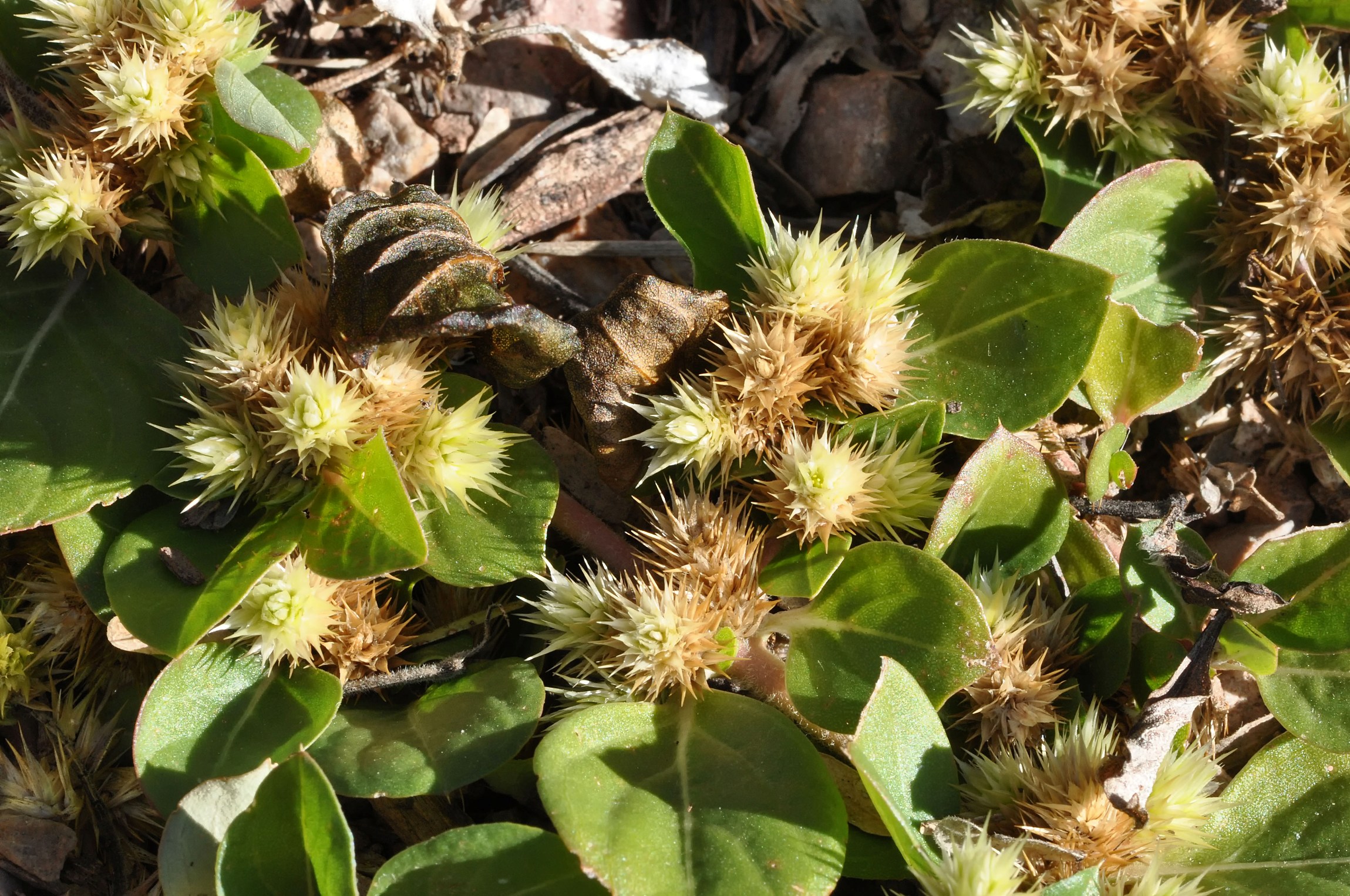 Khaki weed. Photo Dave Beaudette