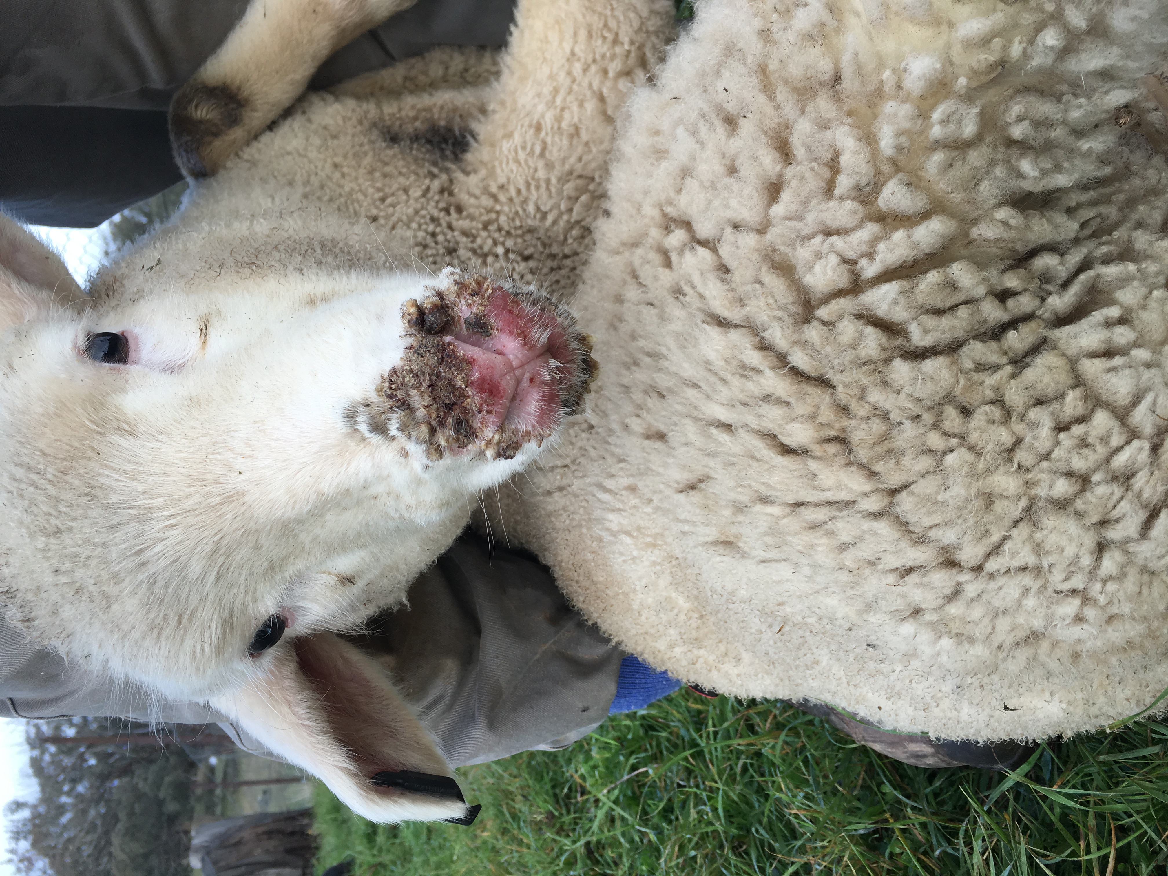 Mouth of the sheep has scabs from the infection and the nose of the sheep is red and wool has fallen out around affected area.