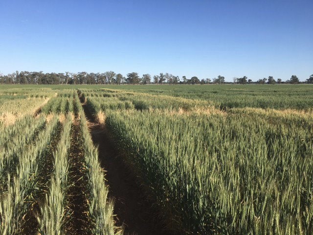 Wheat crops in paddock