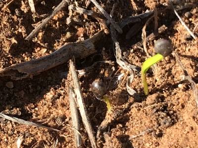 Germinated Acacia seed