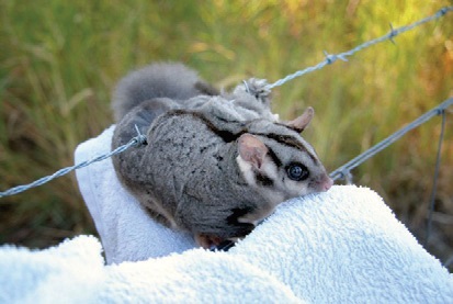 Squirrel glider tangled in barbed wire