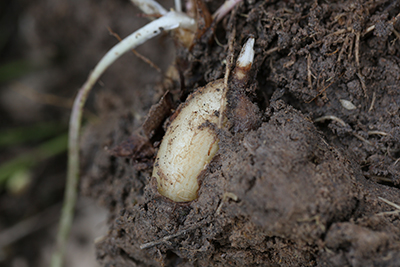 Close up of a Micoseris walteri tuberous root