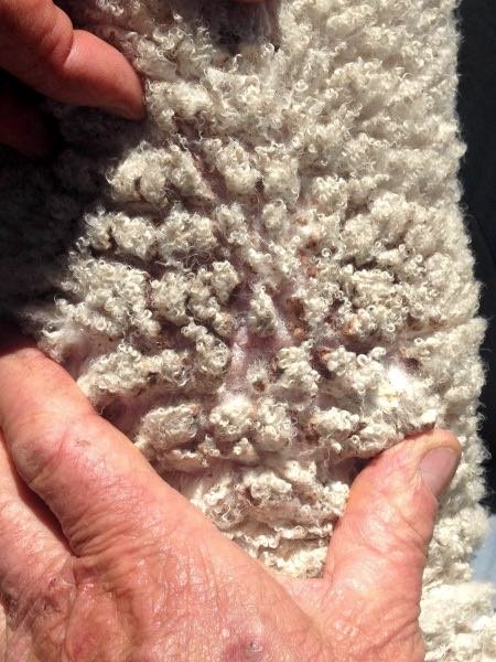 Lumpy Wool in a young lamb