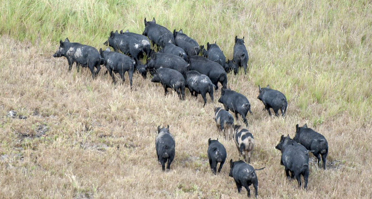 Feral pigs and intensive pest control zones