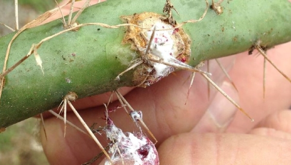 cochineal biocontrol on wheel cactus