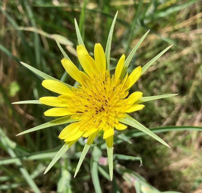 Yellow salsify