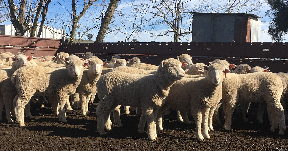 Lambs in yard