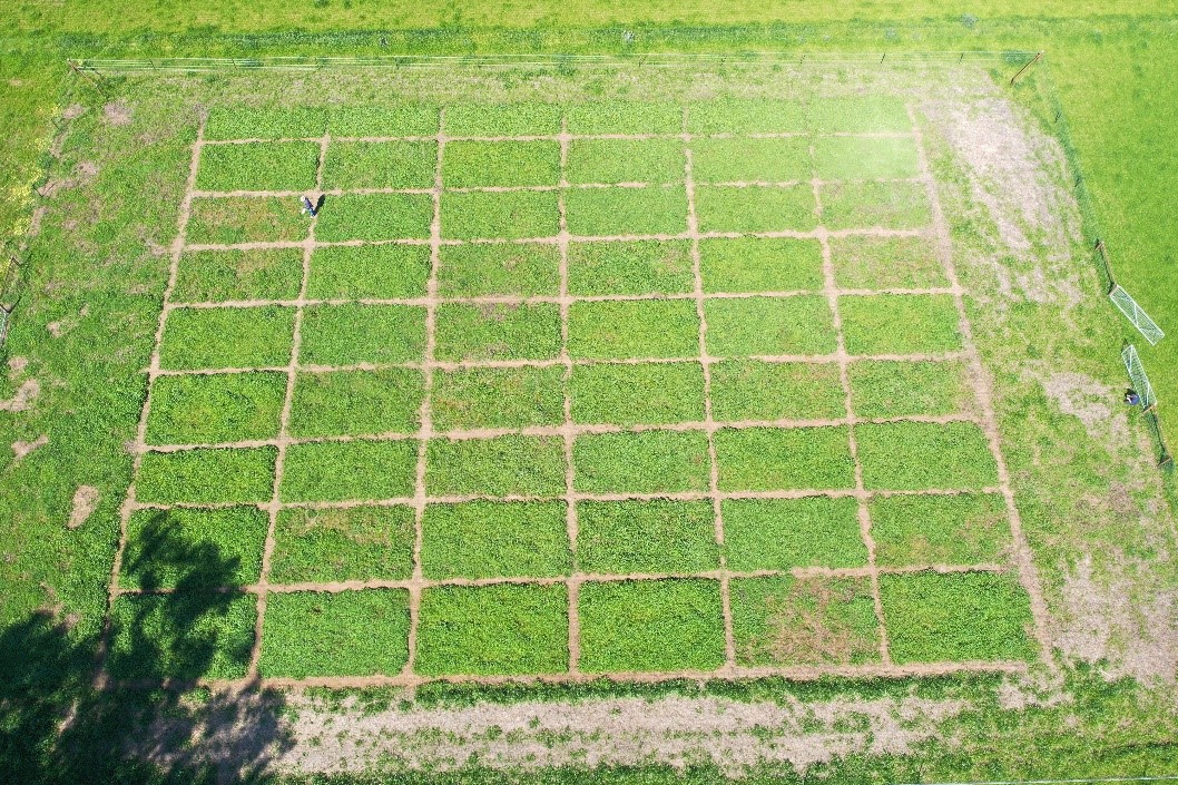 Building soil carbon - demonstration site sep 2021