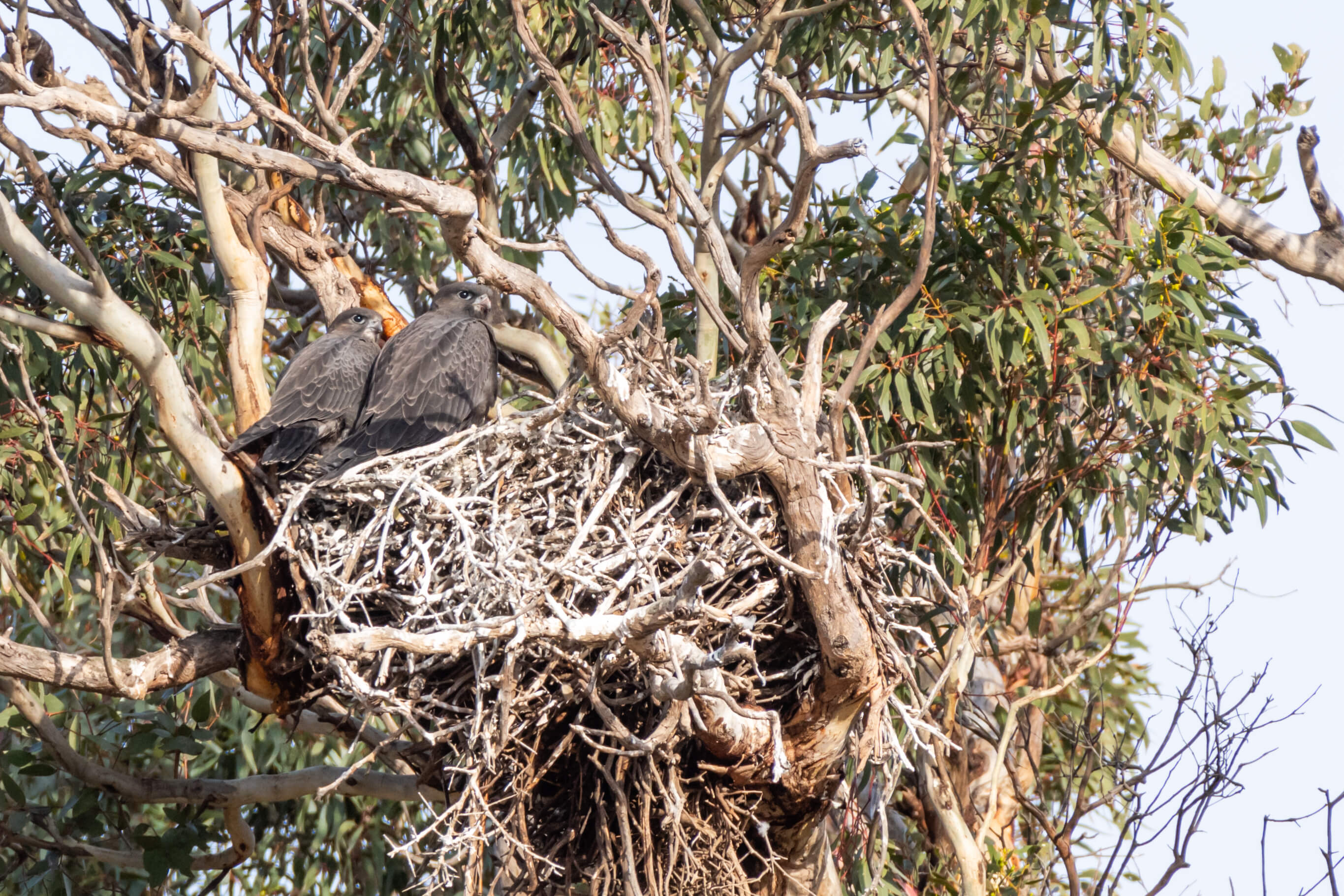 Family of Black Falcons in a nest in a tree