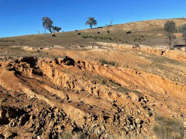 Gully erosion. S Rogers