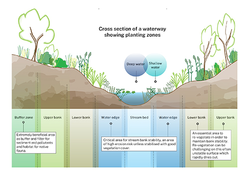 Riparian planting guide showing where plants should be planted in relation to the waterway
