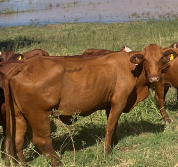cows in wet paddock