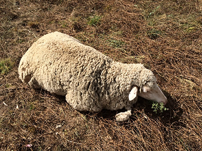 Sheep laying down on brown debris