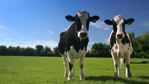 Two black and white cows standing in a paddock