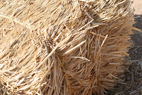 Close of a yellow hay 
