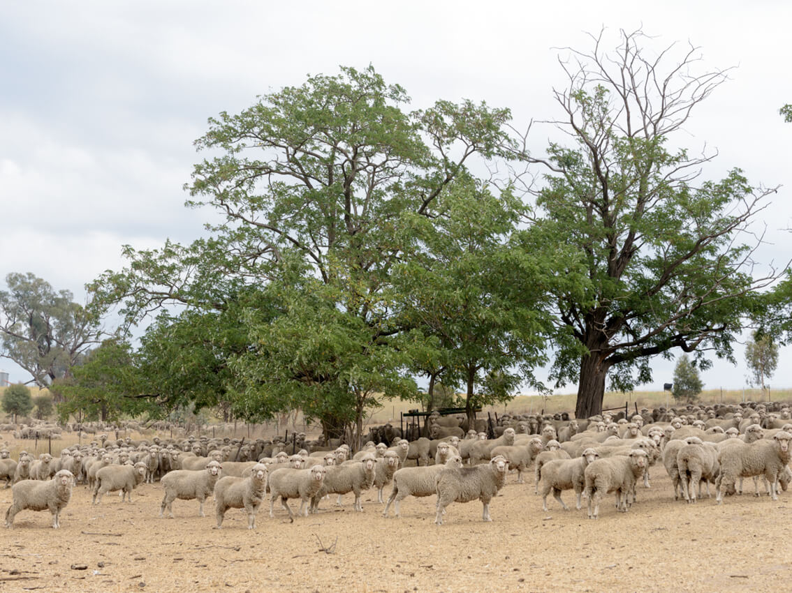 mob of sheep standing in a dry paddock under a large tree