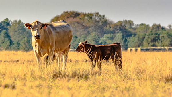 A cow and her calf standing in a paddock of dried off grass with distant trees in the background
