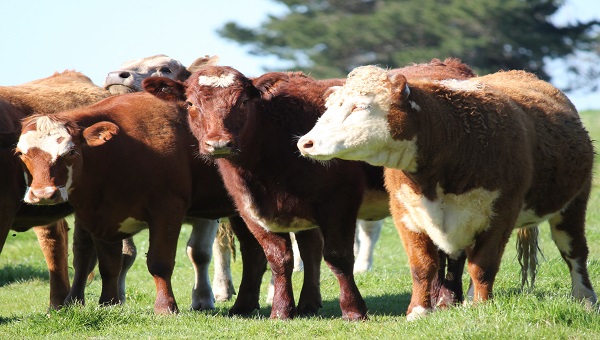 Five hereford cattle stand in a row